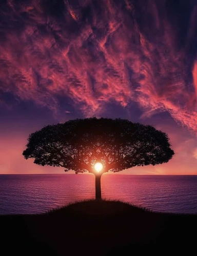 A lone savanna tree silhouetted against the night sky with the ocean in the background.