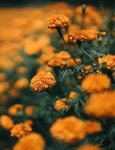 A field of bright yellow flowers