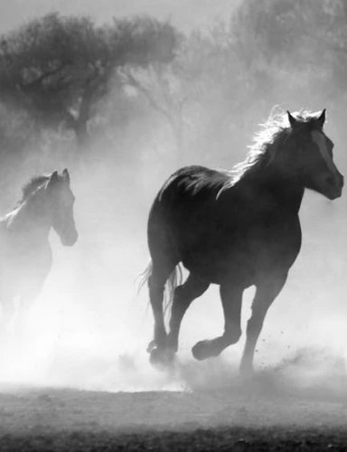 A group of horses galloping.