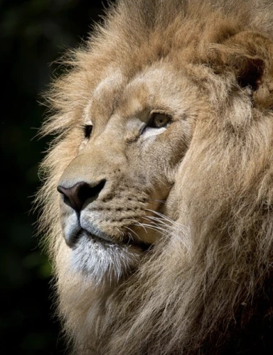 A male lion with a full mane