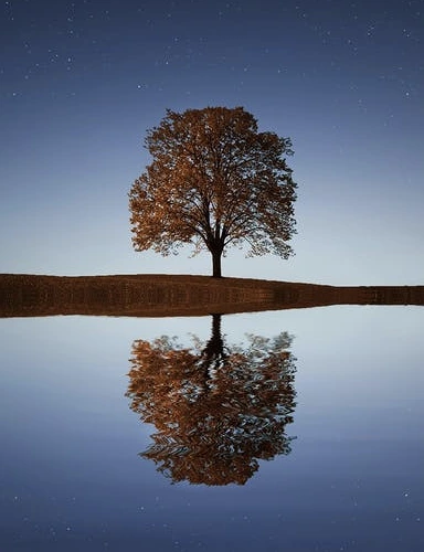 A solitary tree by the water with a calm reflection.